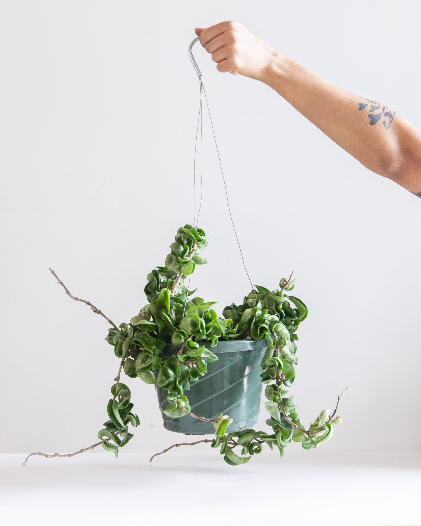 Hindu Rope: Hoya carnosa 'Compacta' - 10 inch hanging basket — indoor plant — indoor plant for sale by Promise Supply for delivery and pickup in Toronto.