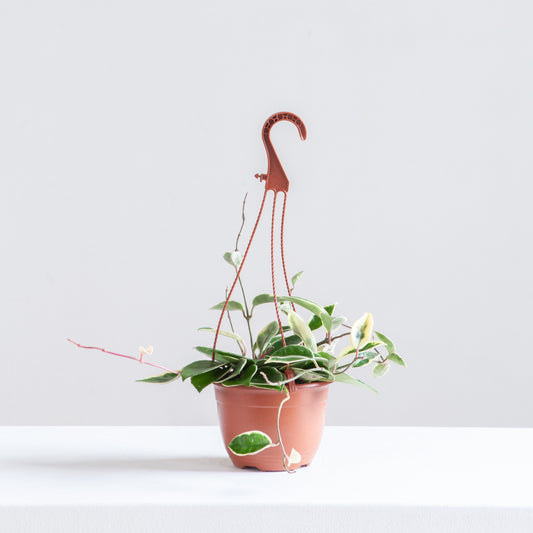 Krimson Queen Wax Plant: Hoya carnosa - 6 inch hanging basket