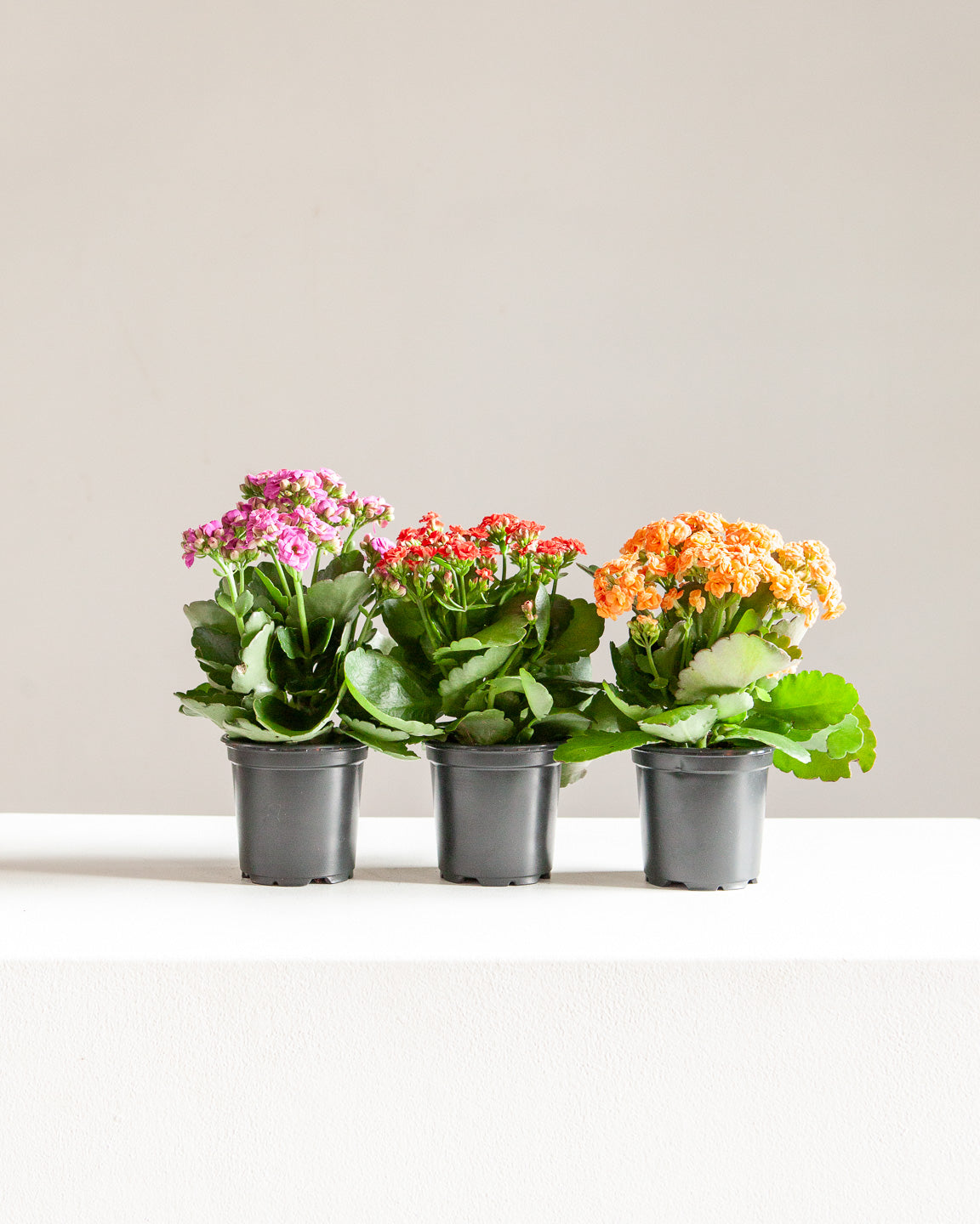 Flaming Katy: Kalanchoe blossfeldiana 'Red' - 4 inch pot