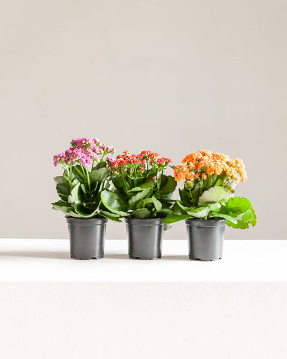 Flaming Katy: Kalanchoe blossfeldiana 'Red' - 4 inch pot