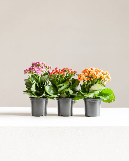 Flaming Katy: Kalanchoe blossfeldiana 'Red' - 4 inch pot