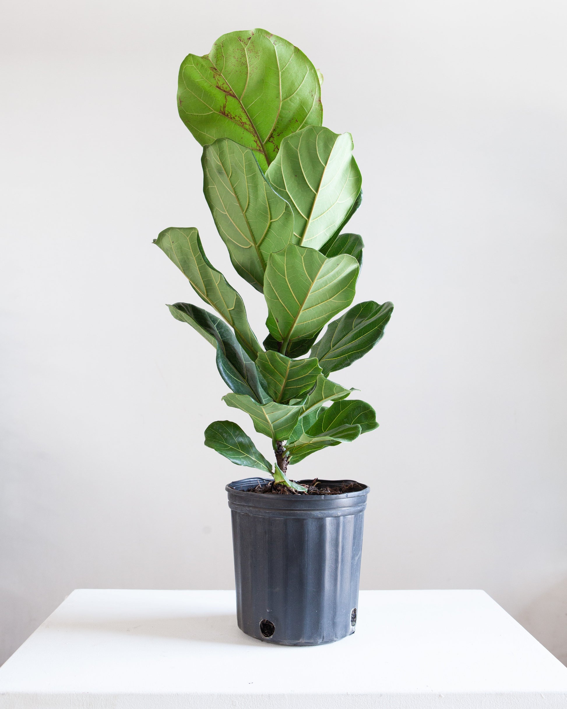 column fiddle leaf fig Fiddle Leaf Column: Ficus Lyrata - 10" Pot