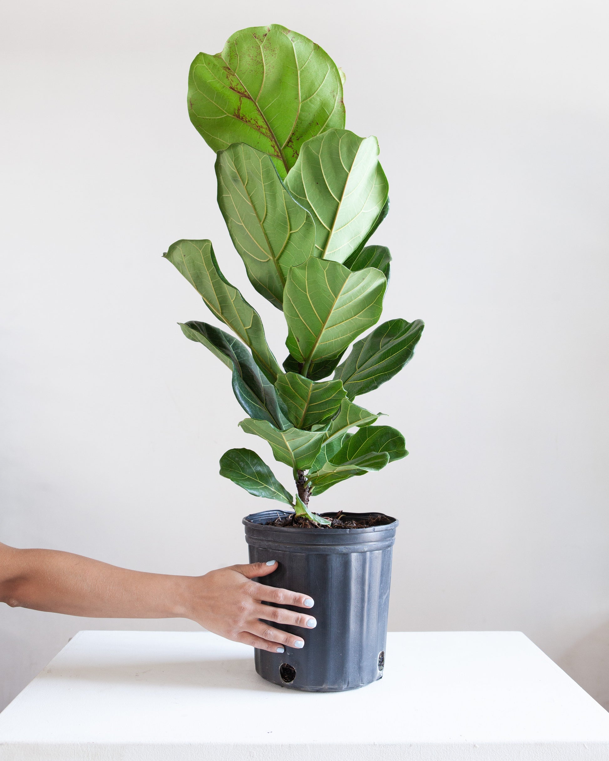 fiddle leaf fig column vs tree Fiddle Leaf Column: Ficus Lyrata - 10" Pot