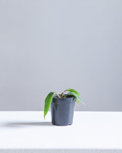 Mayoi: Philodendron ssp. - 4 inch pot