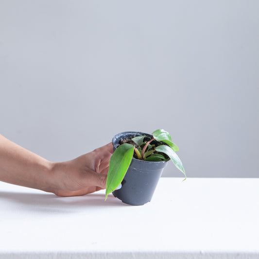 Mayoi: Philodendron ssp. - 4 inch pot