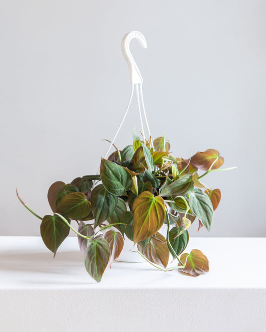 Velvet Leaf: Philodendron micans - 8 inch hanging basket — indoor plant — indoor plant for sale by Promise Supply for delivery and pickup in Toronto.