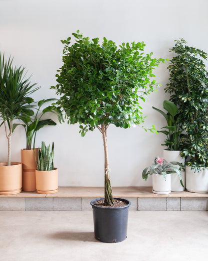 Ficus Moclame: Ficus microcarpa - 17 inch pot - 6-7 foot tall