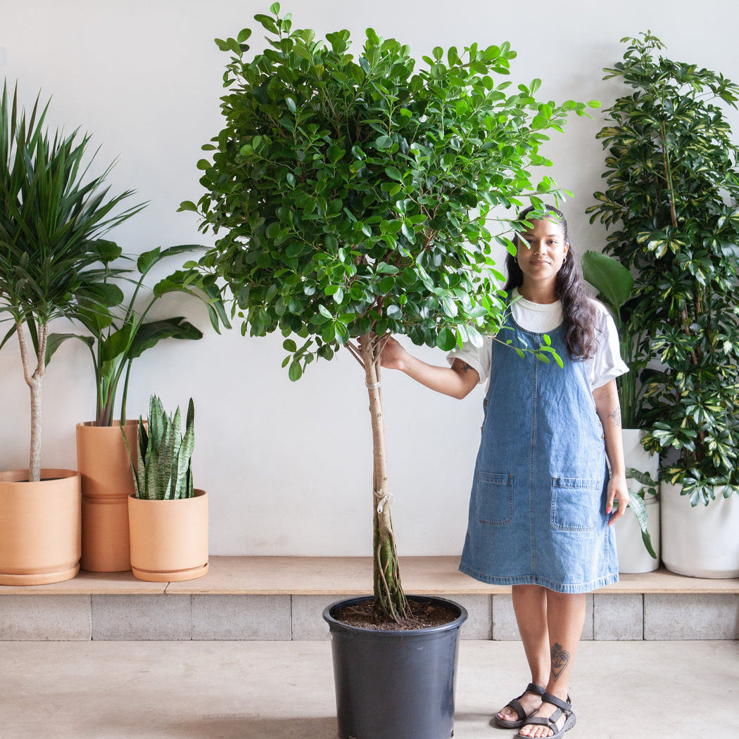 Woman standing next to a large potted plant, Ficus Moclame in a 17" pot in a room with other plants.