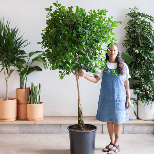 Woman standing next to a large potted plant, Ficus Moclame in a 17" pot in a room with other plants.