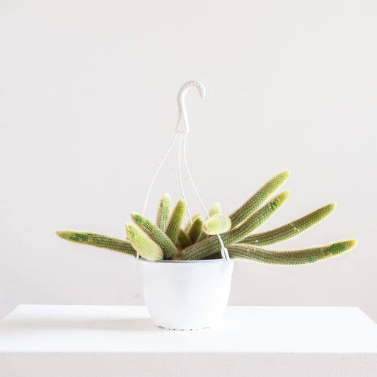 Monkey Tail Cactus: Cleistocactus colademononis - 8 inch hanging basket