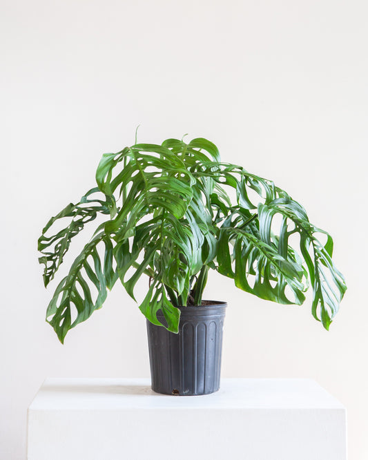 Esqueleto: Monstera epipremnoides - 10 inch pot - 2-3 foot tall