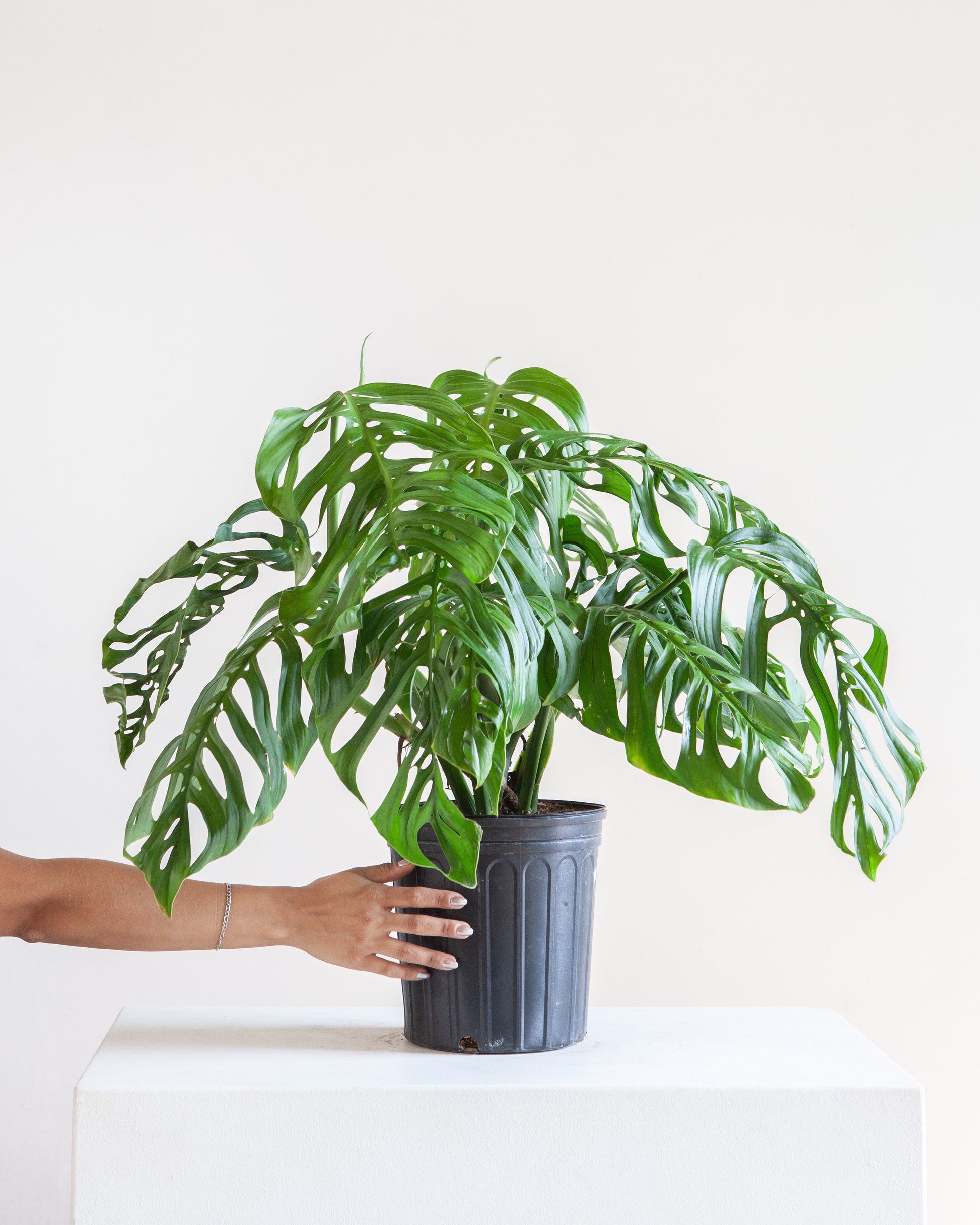 philodendron epipremnoides Esqueleto: Monstera Epipremnoides - 10" Pot