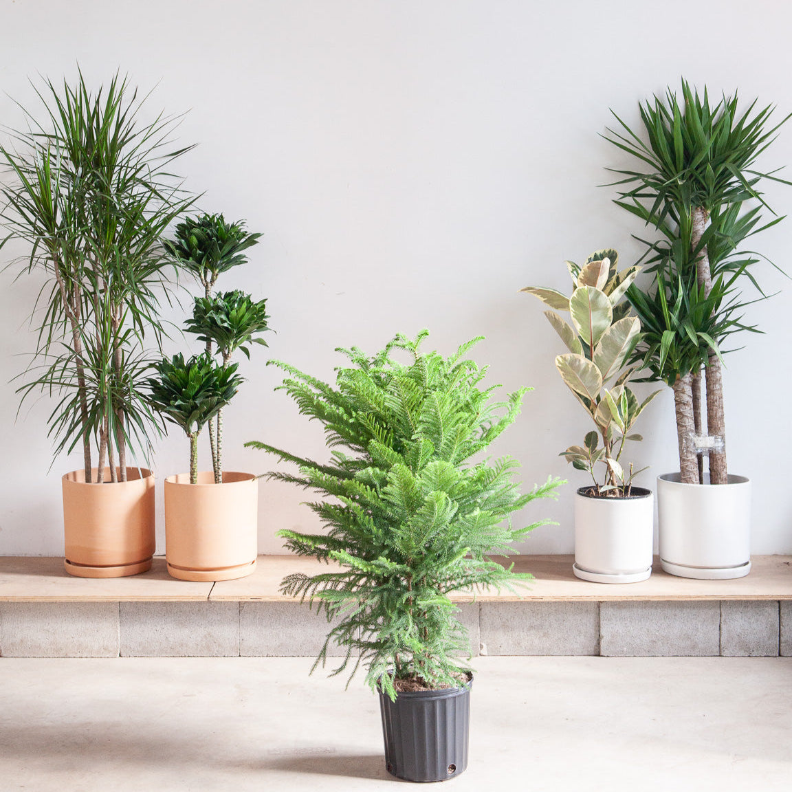 Norfolk Island Pine: Araucaria heterophylla - 10 inch pot - 3 foot tall — indoor plant — indoor plant for sale by Promise Supply for delivery and pickup in Toronto.
