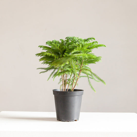 Norfolk Island Pine: Araucaria heterophylla - 6 inch pot — indoor plant — indoor plant for sale by Promise Supply for delivery and pickup in Toronto.