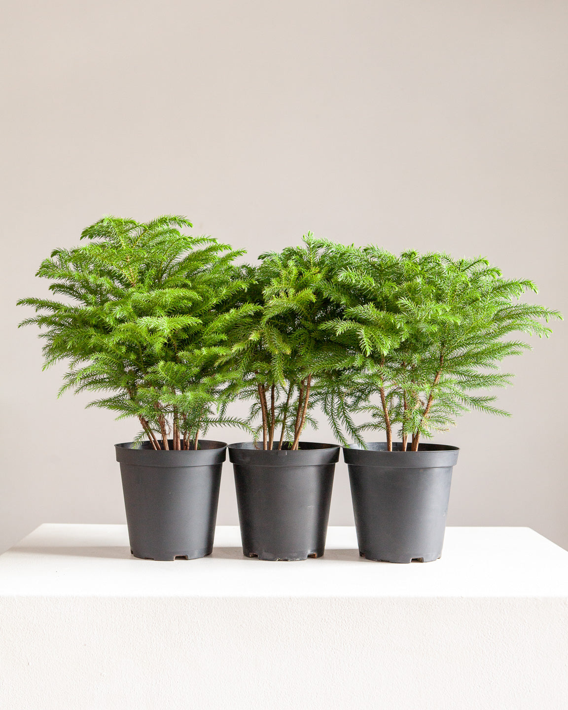 Norfolk Island Pine: Araucaria heterophylla - 6 inch pot — indoor plant — indoor plant for sale by Promise Supply for delivery and pickup in Toronto.