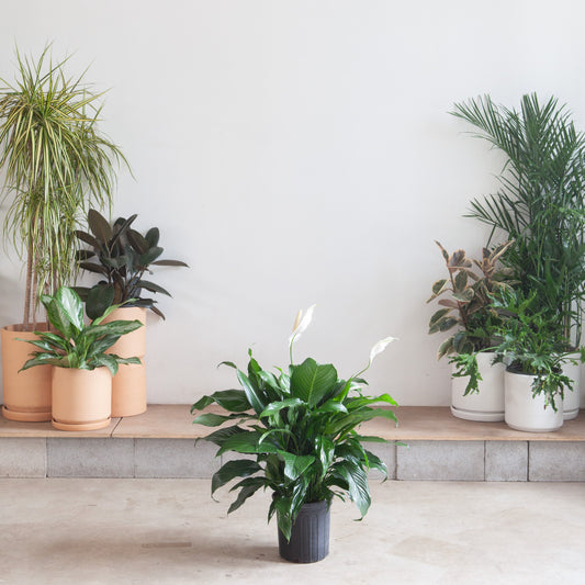 Peace Lily: Spathiphyllum - 10 inch pot - 2-3 foot tall