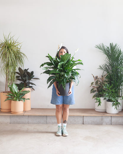 Peace Lily: Spathiphyllum - 10 inch pot - 2-3 foot tall