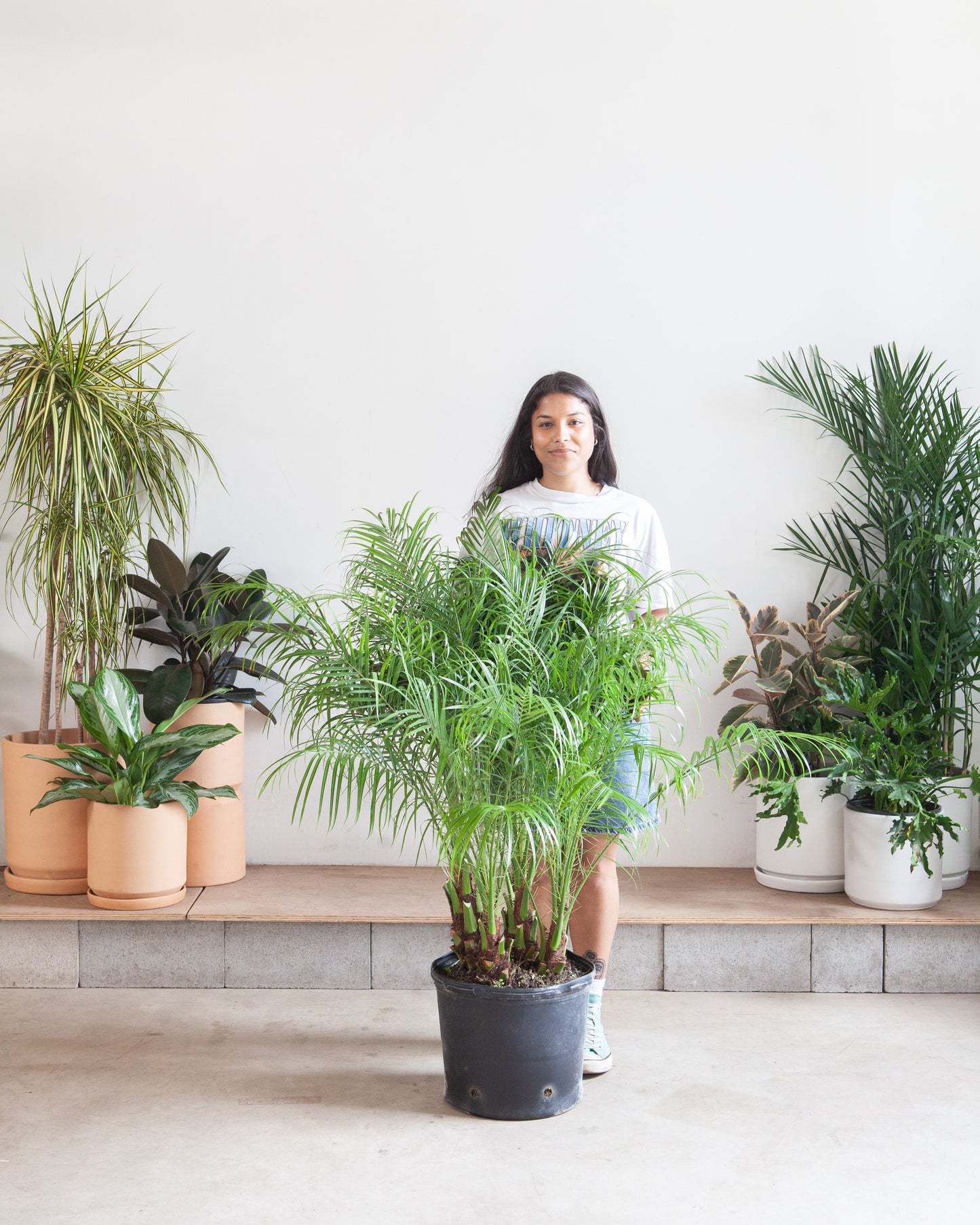 Date Palm: Phoenix roebelenii - 14 inch pot - 3-4 foot tall