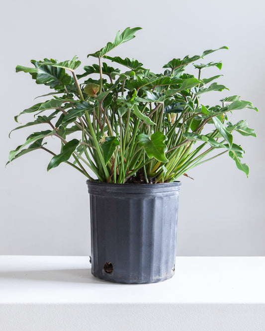 Winterbourn: Philodendron xanadu - 10 inch pot - 2 foot tall
