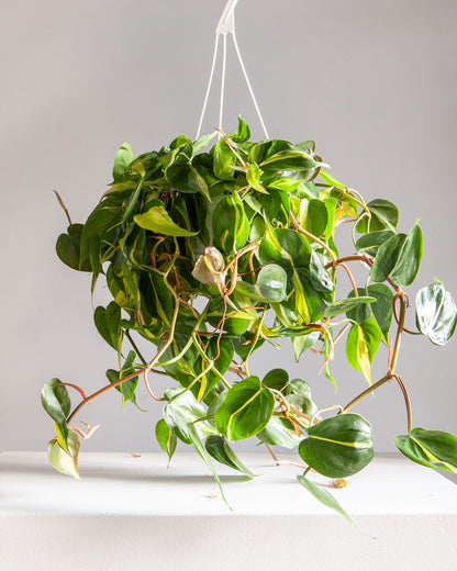 heart leaf philodendron brasil Brasil Heart Leaf Philodendron - 8" Hanging Pot