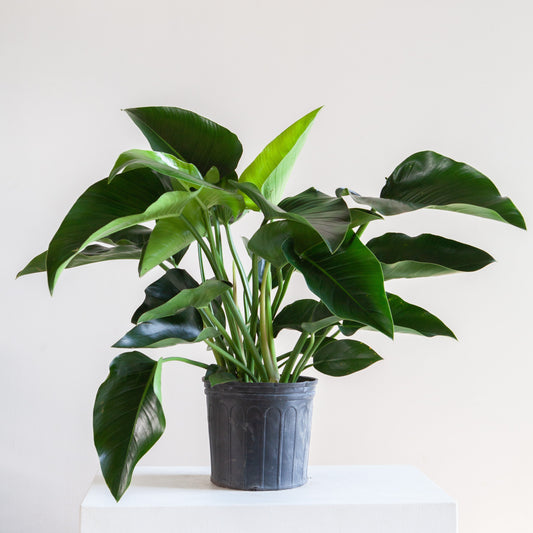 Green Congo: Philodendron hederaceum - 10 inch pot — indoor plant — indoor plant for sale by Promise Supply for delivery and pickup in Toronto.