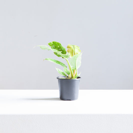 Ring of Fire: Philodendron ssp - 4 inch pot