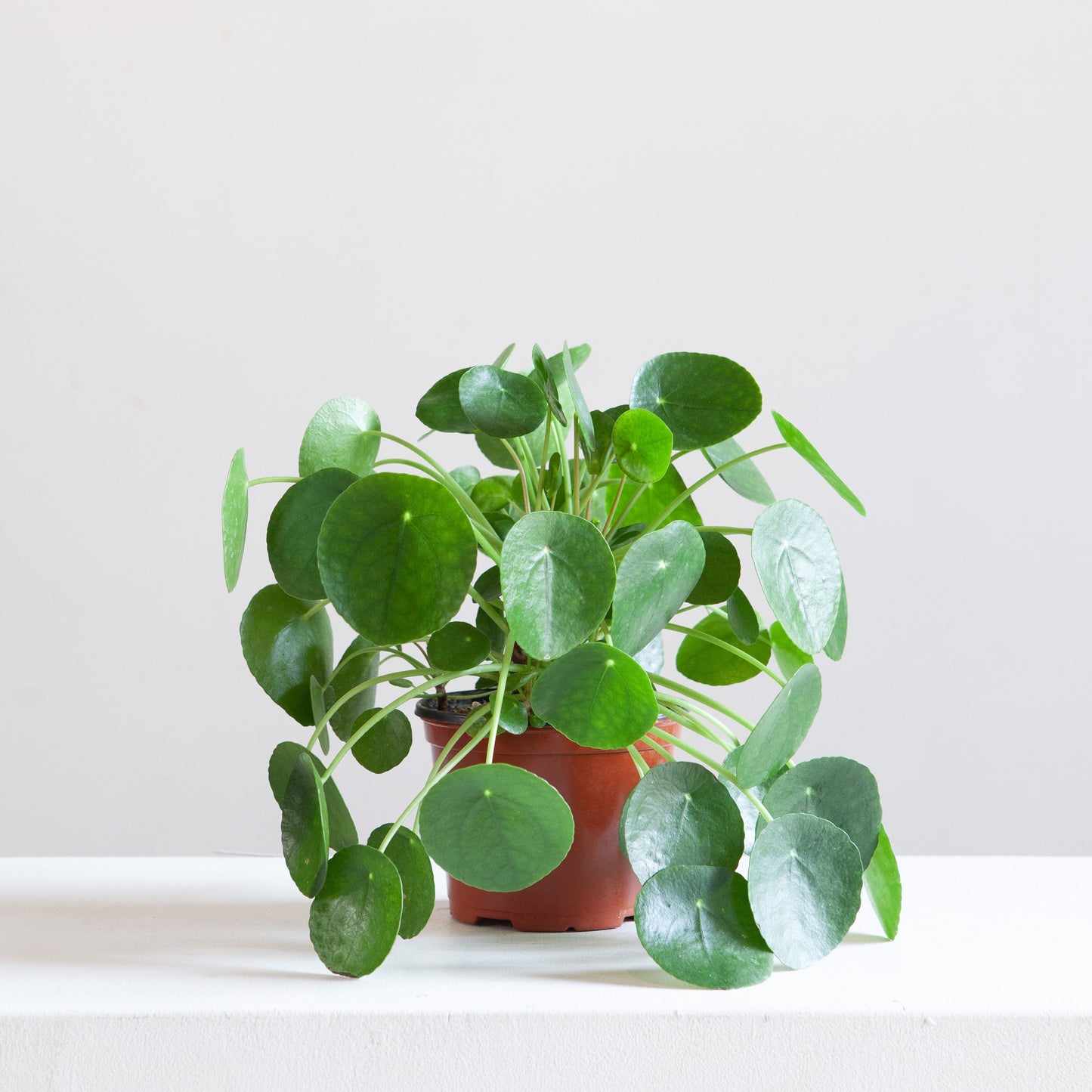 Pass It On Plant: Pilea peperomioides - 7.5 inch pot