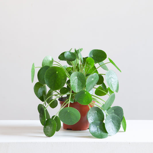 Pass It On Plant: Pilea peperomioides - 7.5 inch pot