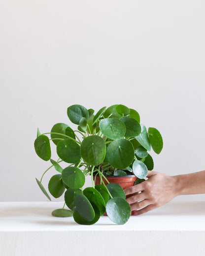 Pass It On Plant: Pilea peperomioides - 7.5 inch pot