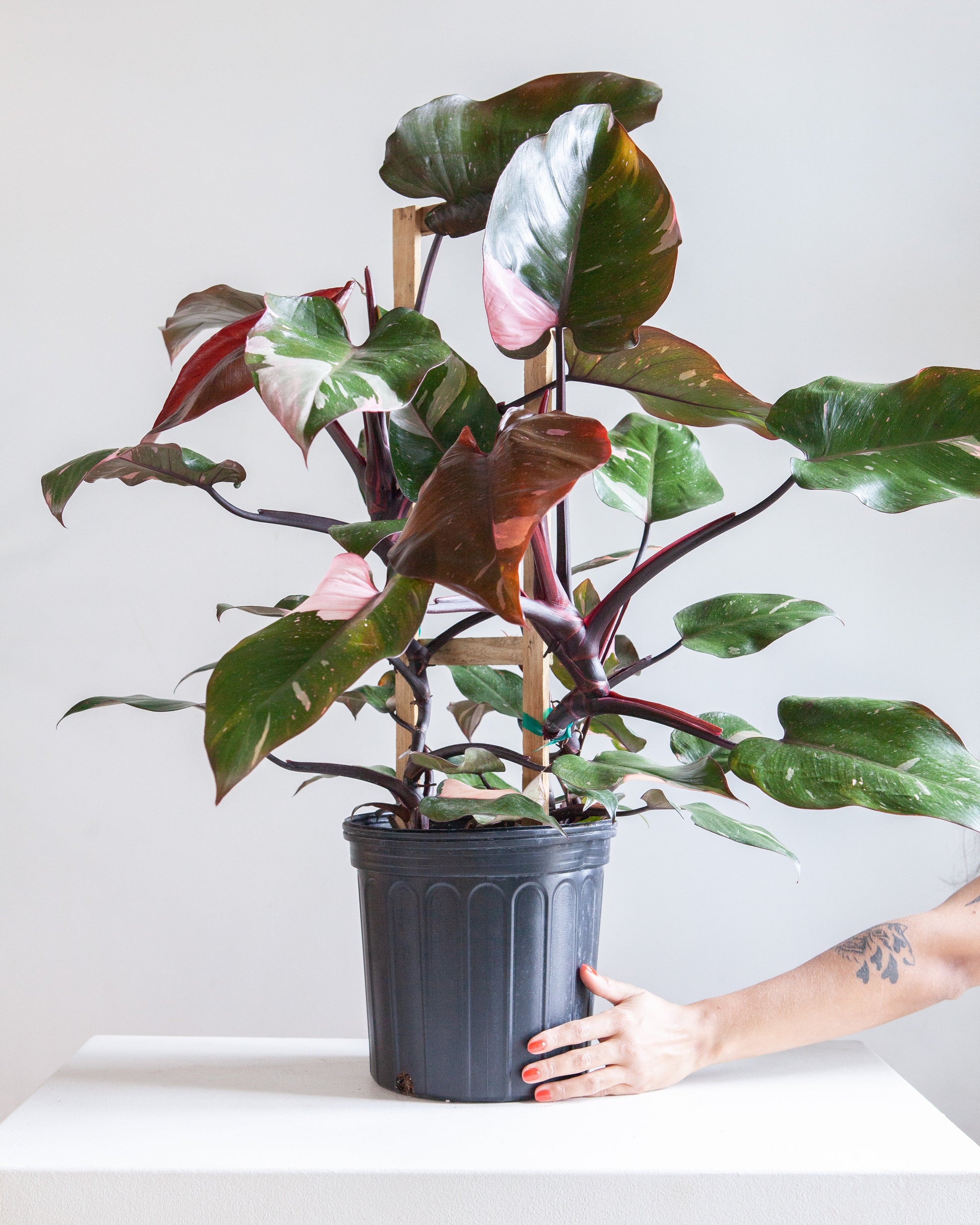 philodendron for sale canada Pink Princess Philodendron Trellis - 10" Pot