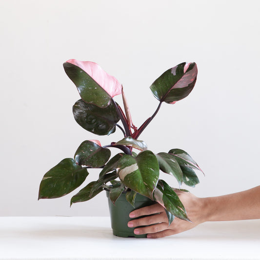 Pink Princess: Philodendron erubescens - 6 inch pot