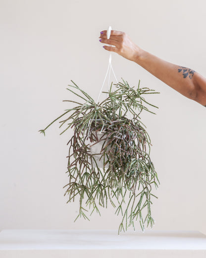 Mistletoe Cactus: Rhipsalis baccifera - 8 inch hanging basket