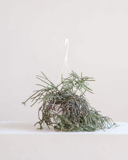 Mistletoe Cactus: Rhipsalis baccifera - 8 inch hanging basket