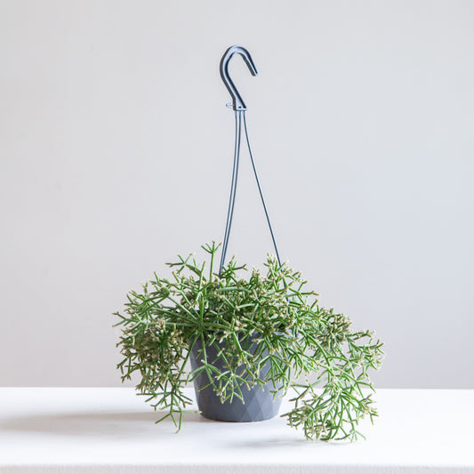 Trailing Cactus: Rhipsalis - 8 inch hanging basket