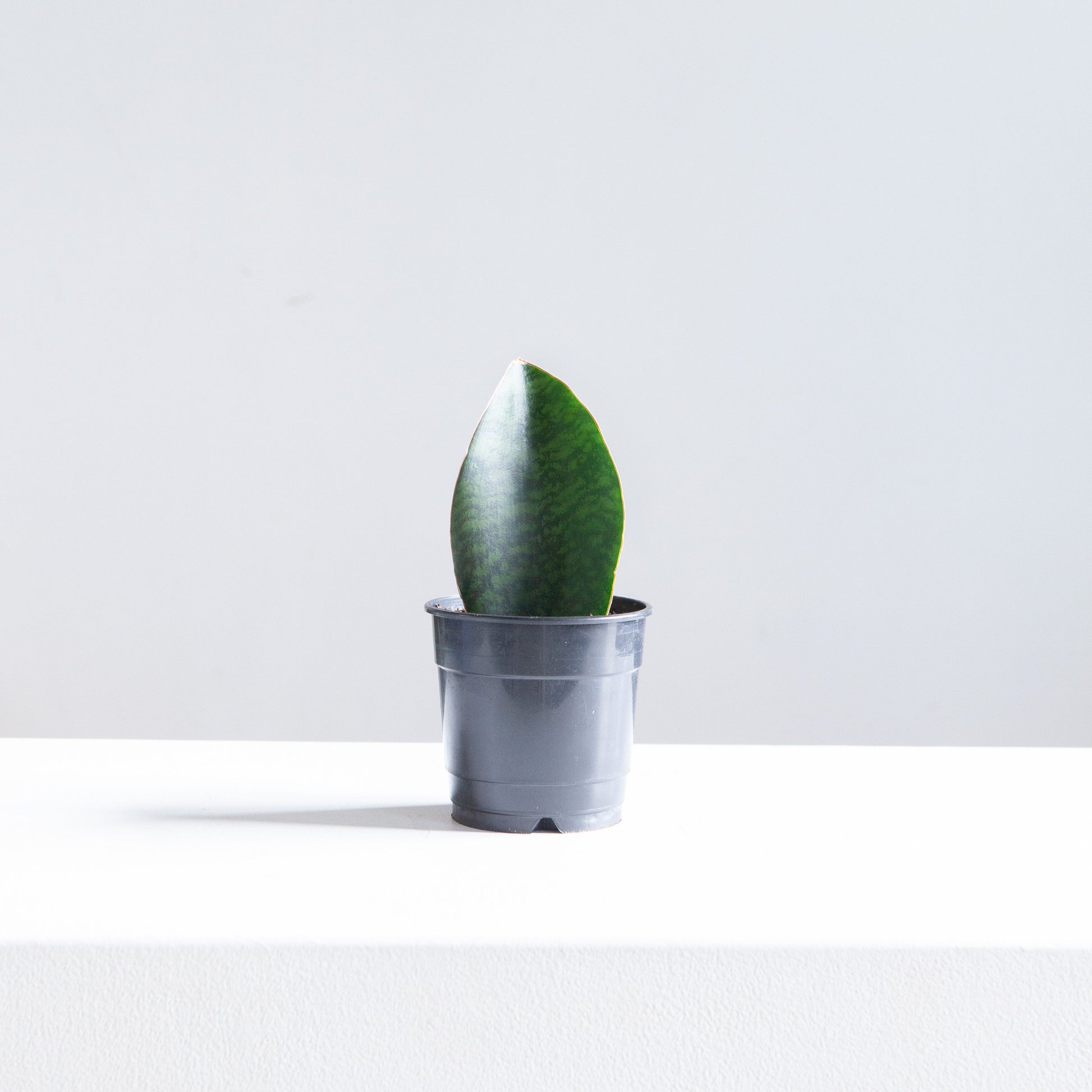 Whale Fin Snake Plant: Sansevieria masoniana - 4 inch pot — indoor plant — indoor plant for sale by Promise Supply for delivery and pickup in Toronto.