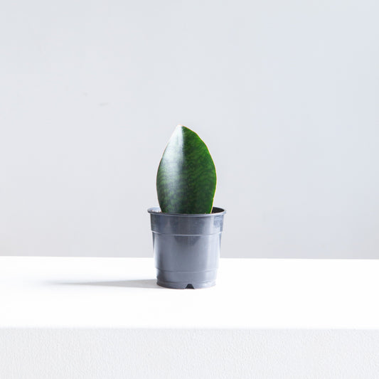 Whale Fin Snake Plant: Sansevieria masoniana - 4 inch pot