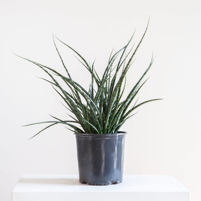 Fernwood Punk Snake Plant: Sansevieria bacularis - 10 inch pot - 3 foot tall
