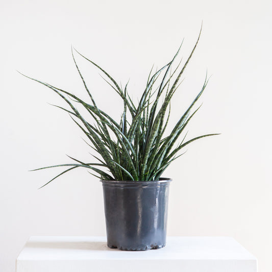 Fernwood Punk Snake Plant: Sansevieria bacularis - 10 inch pot - 3 foot tall