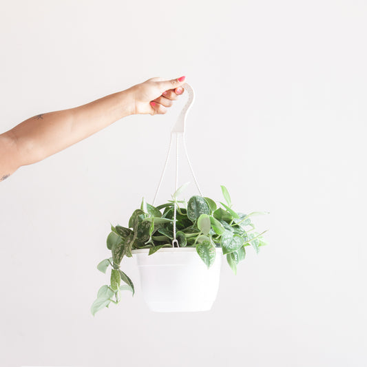 Silvery Ann Pothos: Scindapsus pictus - 8 inch hanging basket — indoor plant — indoor plant for sale by Promise Supply for delivery and pickup in Toronto.