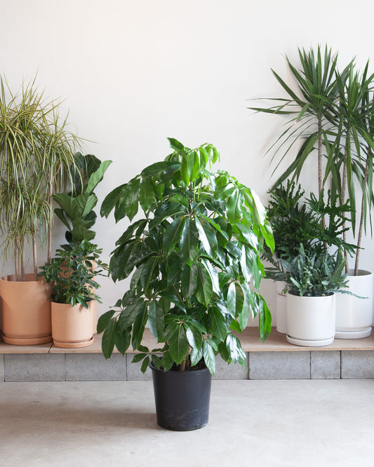 Amate Umbrella Tree: Schefflera actinophylla - 14 inch pot - 4-6 foot tall