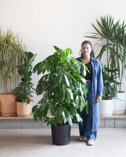 Amate Umbrella Tree: Schefflera actinophylla - 14 inch pot - 4-6 foot tall