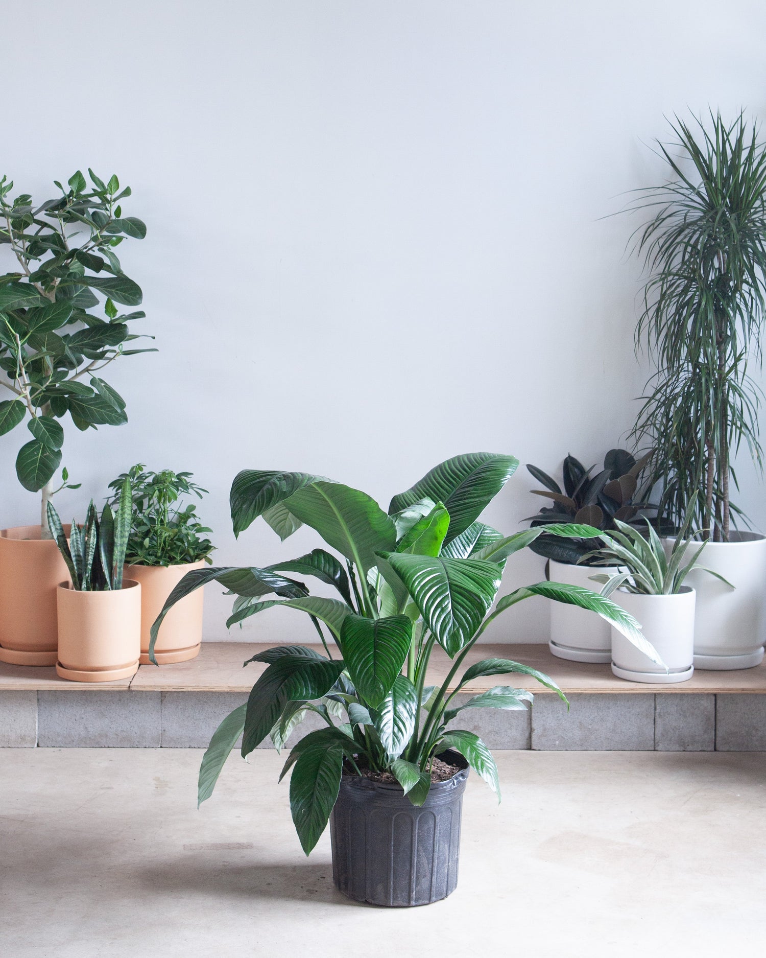 Sensation Peace Lily: Spathiphyllum - 14 inch pot - 3-4 foot tall — indoor plant — indoor plant for sale by Promise Supply for delivery and pickup in Toronto.