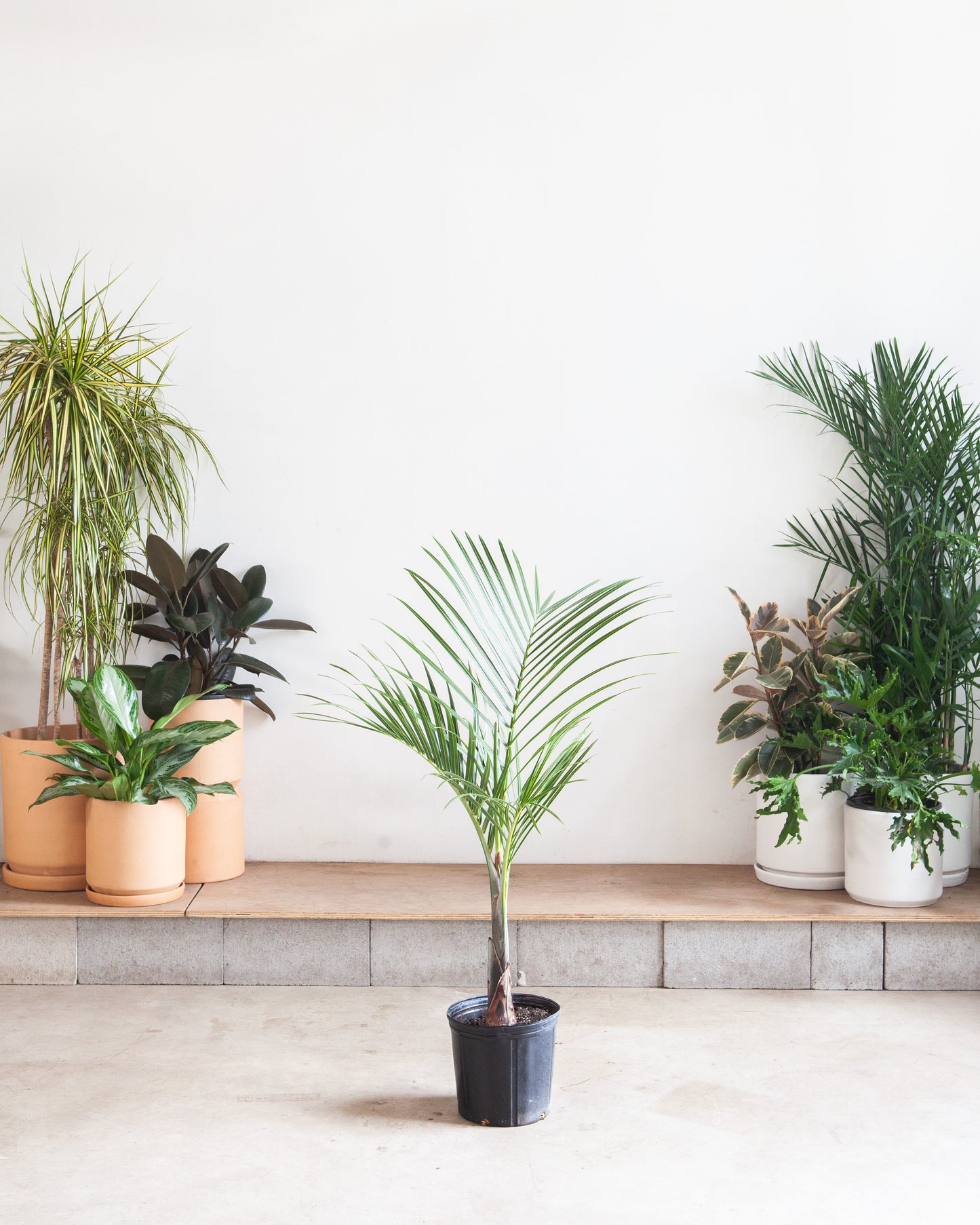 Spindle Palm: Hyophorbe verschaffeltii - 10 inch pot - 3-3.5 foot tall