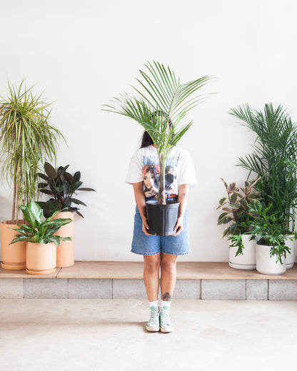 Spindle Palm: Hyophorbe verschaffeltii - 10 inch pot - 3-3.5 foot tall