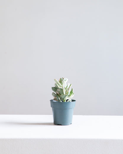 Variegated Jade Plant: Crassula ovata - 4 inch pot — indoor plant — indoor plant for sale by Promise Supply for delivery and pickup in Toronto.