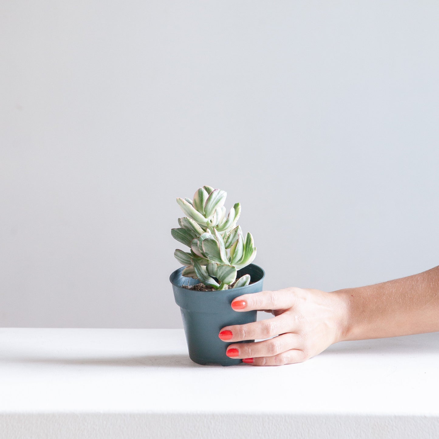 Variegated Jade Plant: Crassula ovata - 4 inch pot — indoor plant — indoor plant for sale by Promise Supply for delivery and pickup in Toronto.