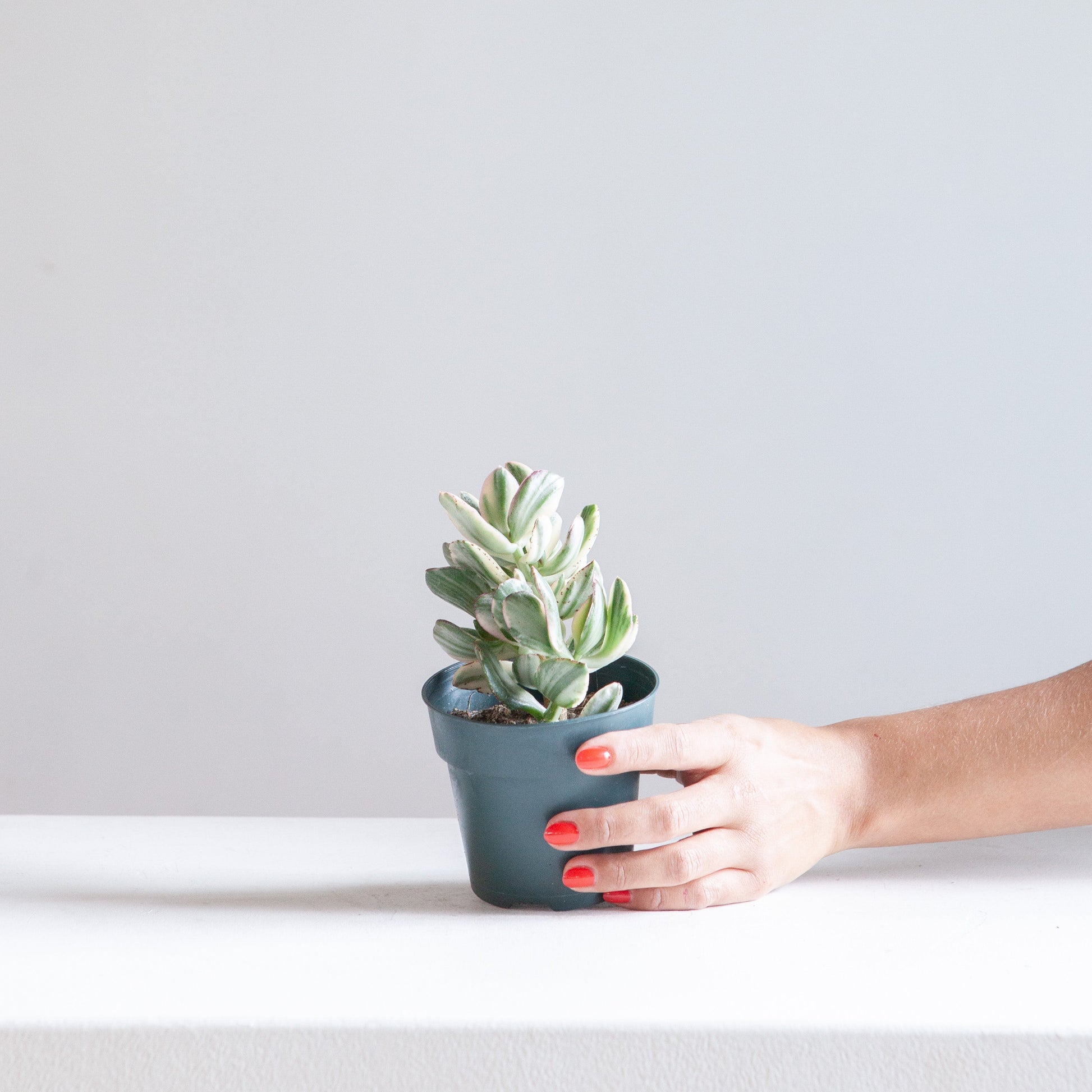 Variegated Jade Plant: Crassula ovata - 4 inch pot — indoor plant — indoor plant for sale by Promise Supply for delivery and pickup in Toronto.