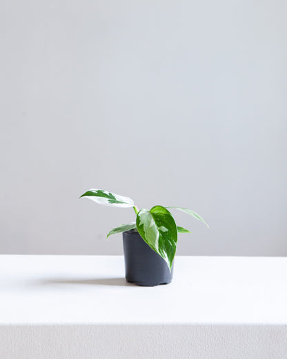 White Princess: Philodendron sp. - 4 inch pot — in white planter — indoor plant for sale by Promise Supply for delivery and pickup in Toronto.