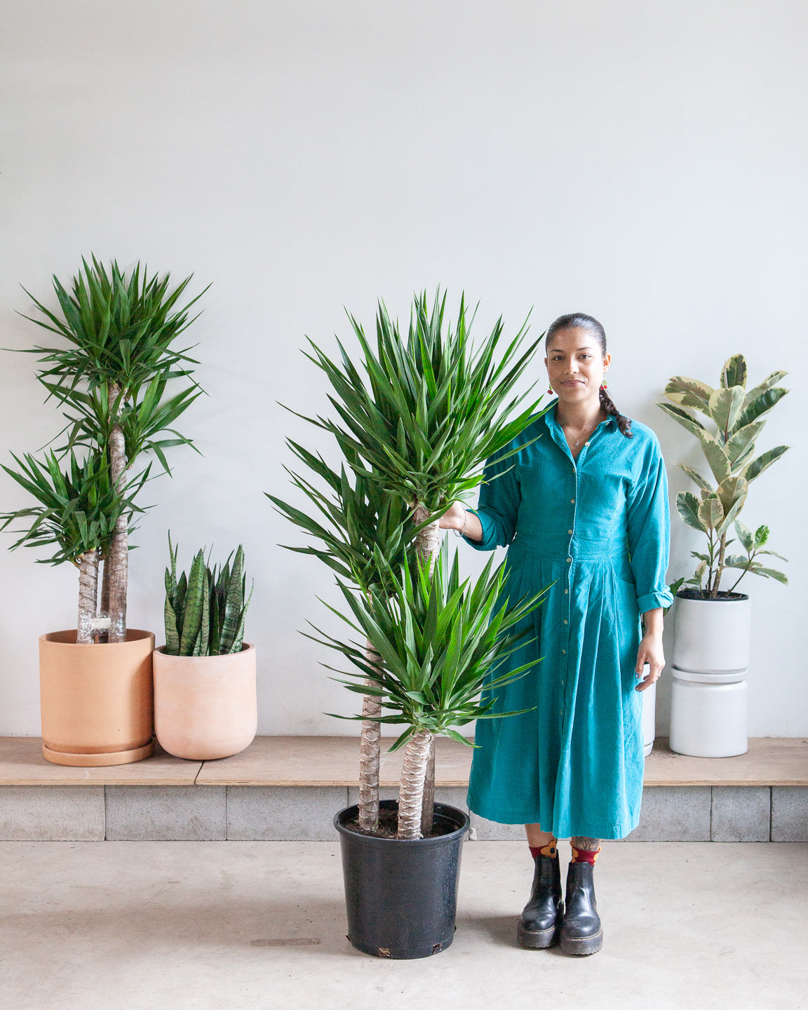 Yucca Staggered Cane: Yucca gigantea - 14 inch pot - 5-6 foot tall — indoor plant — indoor plant for sale by Promise Supply for delivery and pickup in Toronto.