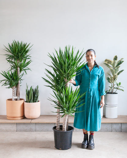Yucca Staggered Cane: Yucca gigantea - 14 inch pot - 5-6 foot tall — indoor plant — indoor plant for sale by Promise Supply for delivery and pickup in Toronto.